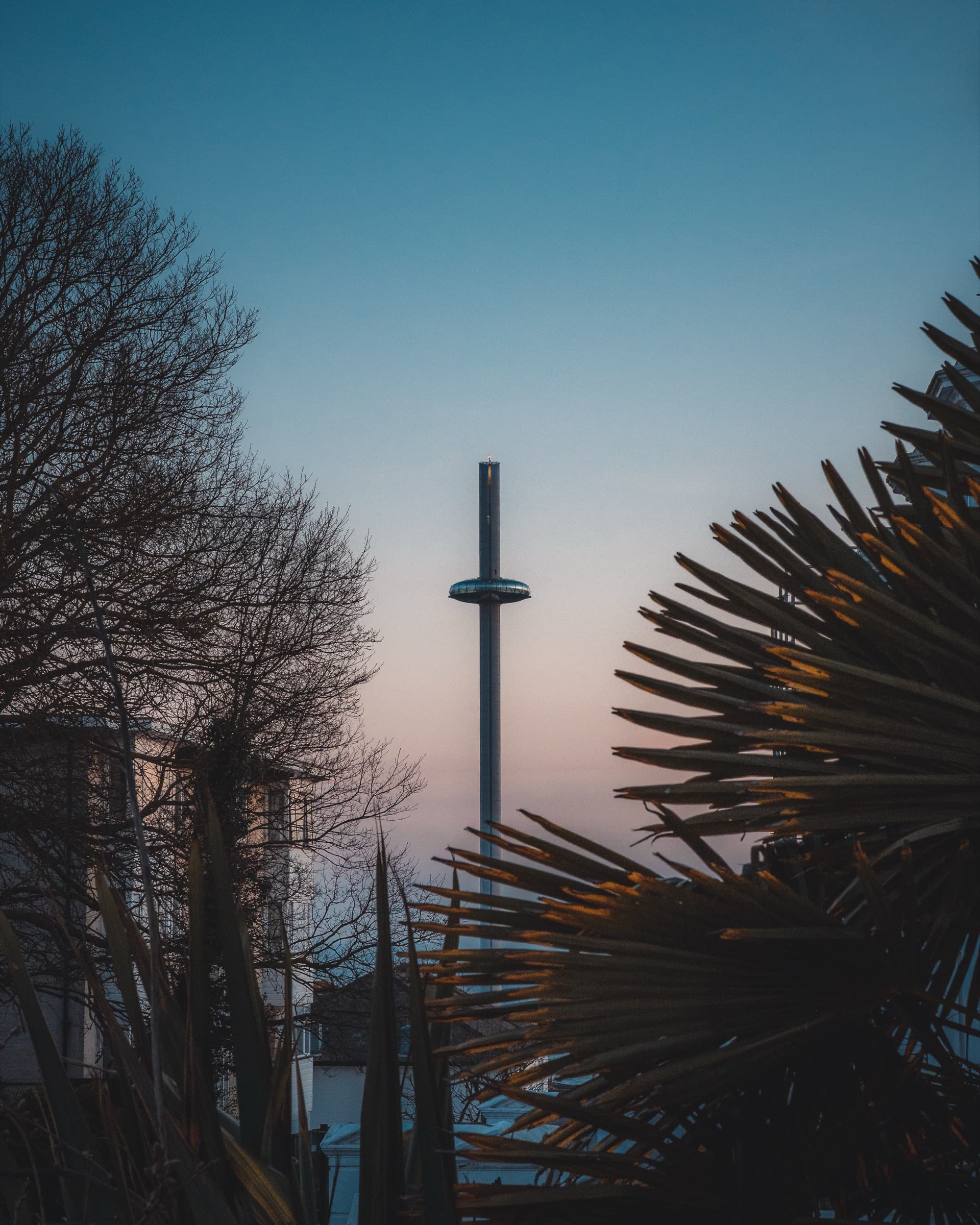 The i360 tower between trees and palms at dusk